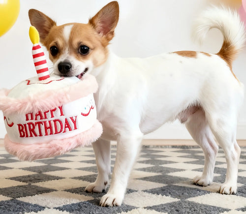 Birthday cake pet toy