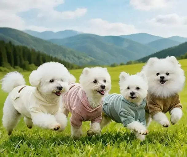 Pet hoodie